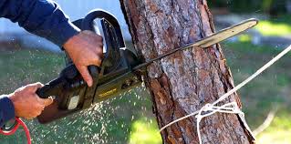 Why Choose Our Tree Removal Services in Fernandina Beach, FL?