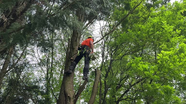 Best Palm Tree Trimming  in Fernandina Beach, FL